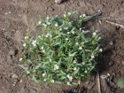 Draba gilliesii